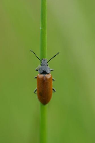 Omophlus lepturoides